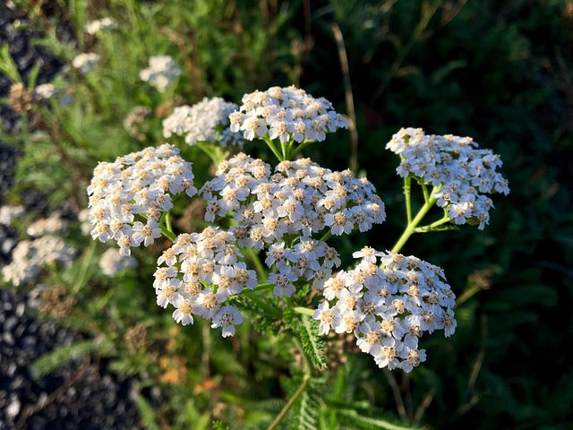 ACHILLEE MILLEFEUILLE SOMMITES FLEURIES Achillea millefolium BRETAGNE BIO