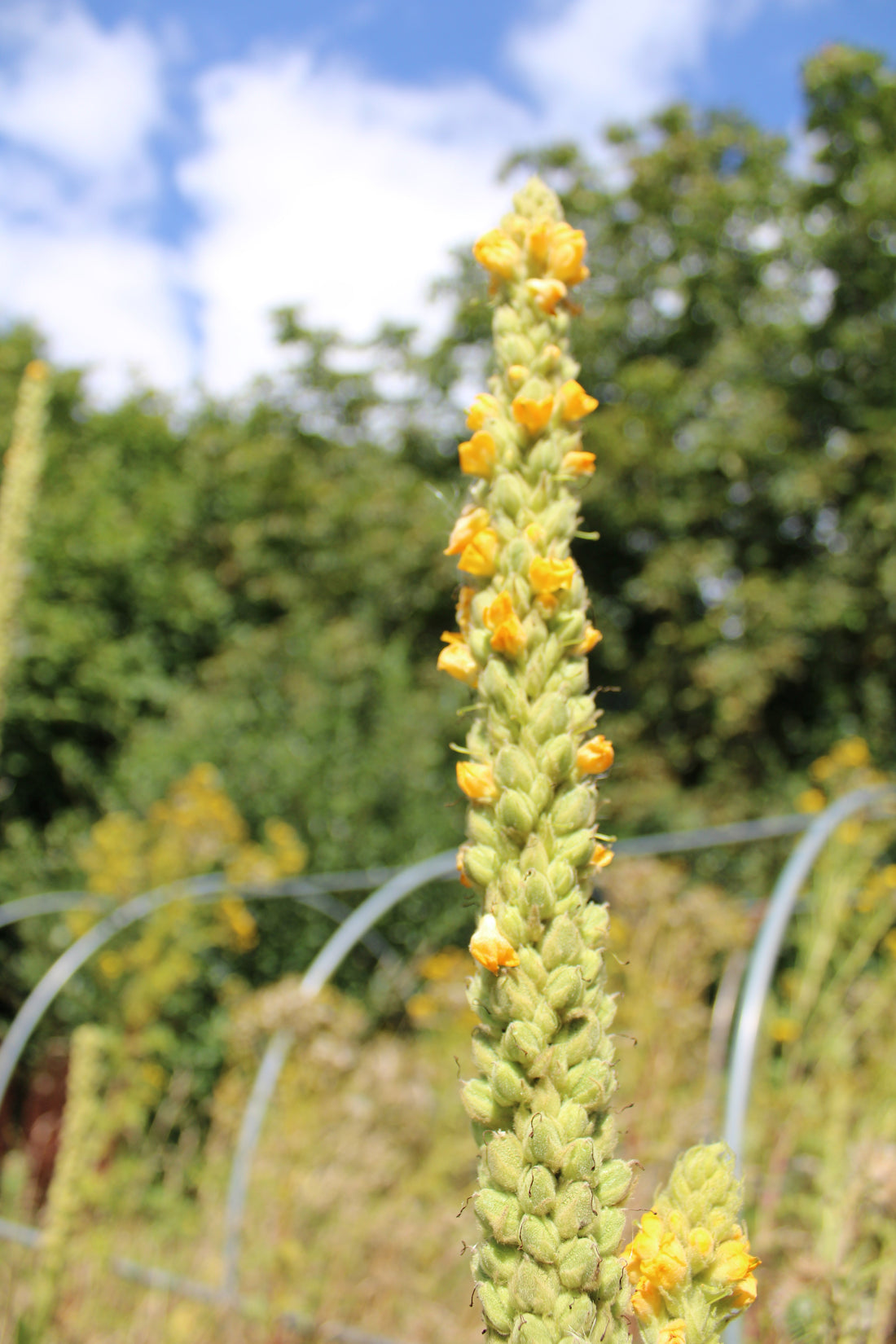 Soigner les maux de gorge et les toux