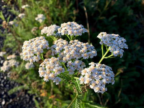 ACHILLEE MILLEFEUILLE SOMMITES FLEURIES Achillea millefolium BRETAGNE BIO