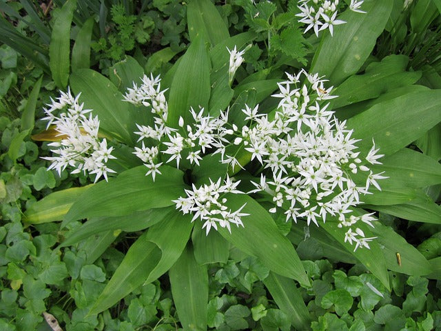 AIL DES OURS FEUILLES Allium ursinum BRETAGNE BIO
