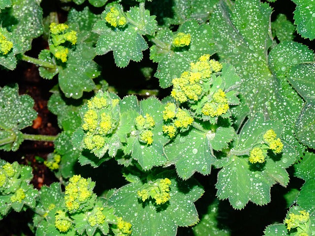 ALCHEMILLE Alchemilla vulgaris BRETAGNE BIO