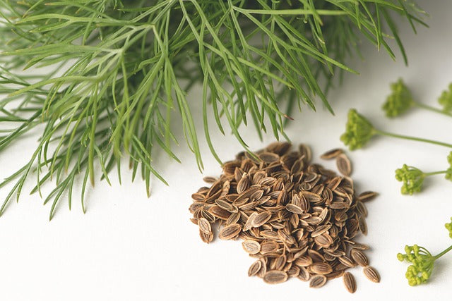 DILL SEEDS Anethum graveolens FRANCE ORGANIC