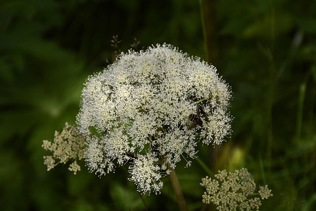 ANGELIQUE FRUITS Angelica archangelica FRANCE BIO