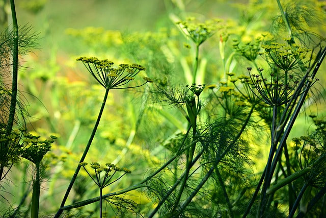 ANISE SEEDS Pimpinella anisum FRANCE ORGANIC