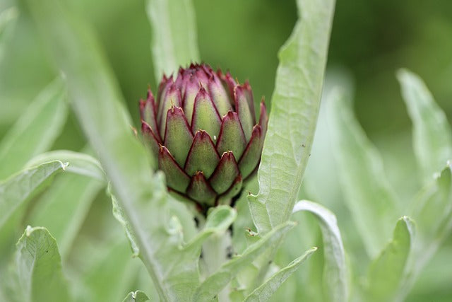 ARTICHAUT FEUILLES Cynara scolymus BRETAGNE BIO