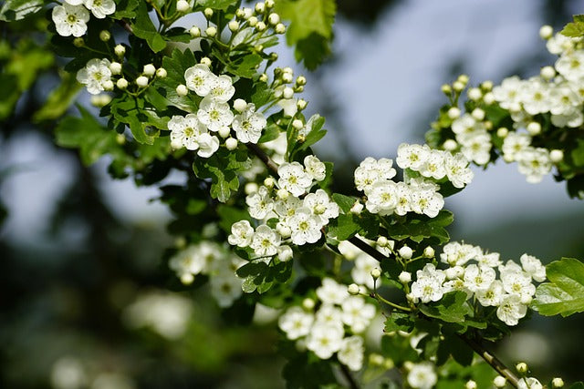 AUBEPINE SOMMITES FLEURIES Crataegus monogyna BRETAGNE BIO
