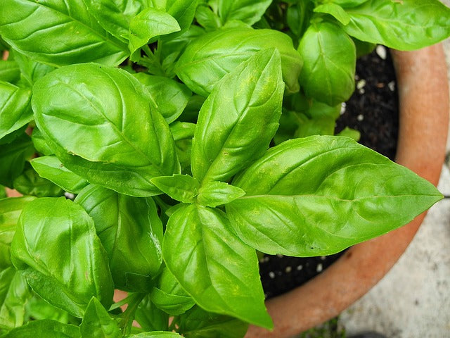 BASILIC FEUILLES Ocimum basilicum BIO