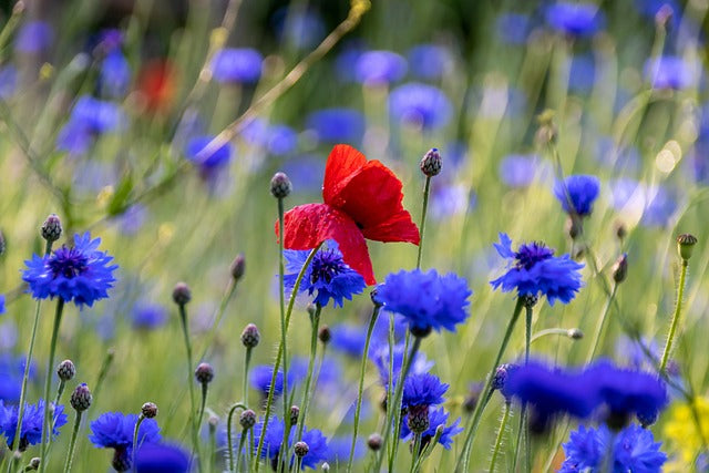 BLEUET FLEURS Centaurea cyanus FRANCE BIO