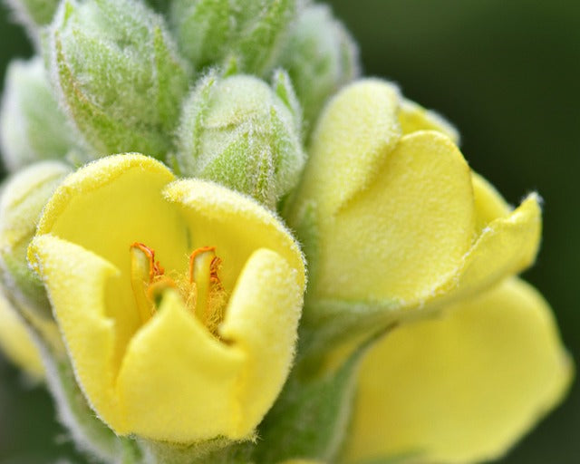 MOLENE BOUILLON BLANC FLEURS Verbascum thapsus BRETAGNE BIO
