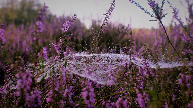 BRUYERE SOMMITES FLEURIES Erica cinerea BRETAGNE BIO