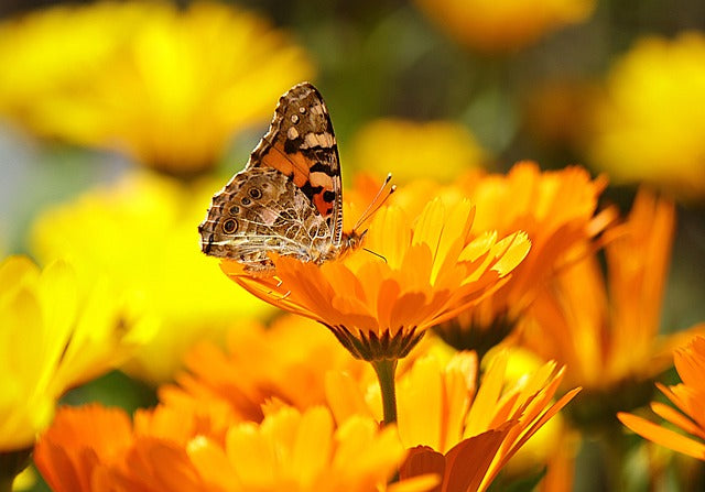 CALENDULA FLEURS Calendula arvensis BRETAGNE BIO