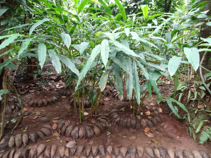 CARDAMOME FRUITS Elettaria cardamomum