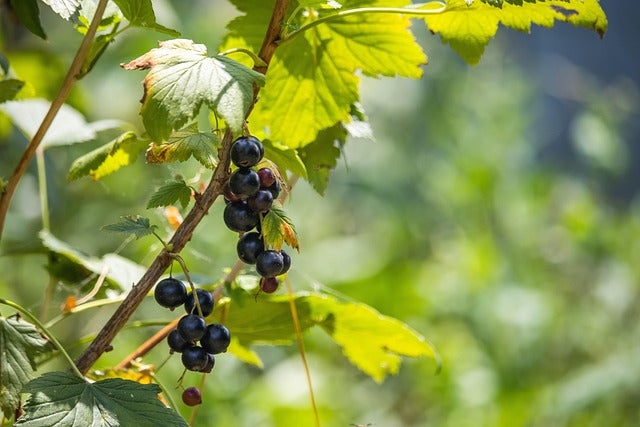 CASSIS FEUILLES Ribes nigrum BRETAGNE BIO