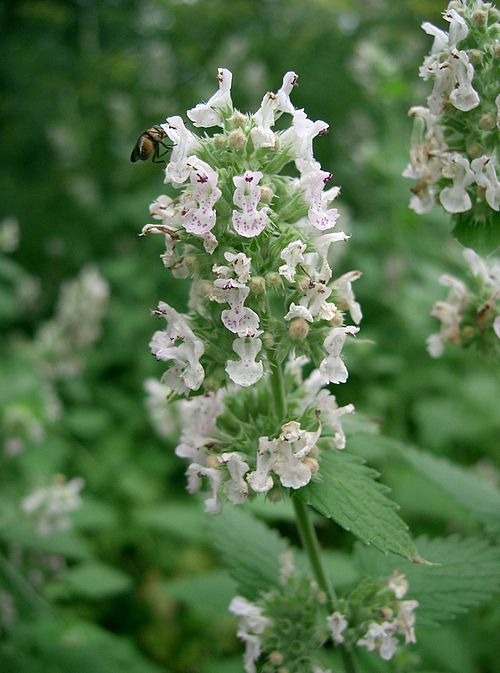 CATAIRE Nepeta cataria BRETAGNE BIO