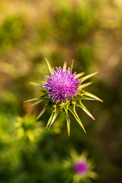 CHARDON-MARIE GRAINES Sylibum marianum FRANCE BIO