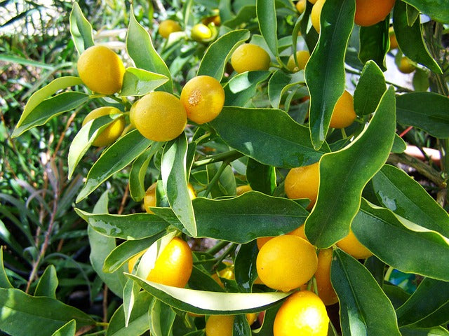 CITRON ZESTES COUPES Citrus limon BIO