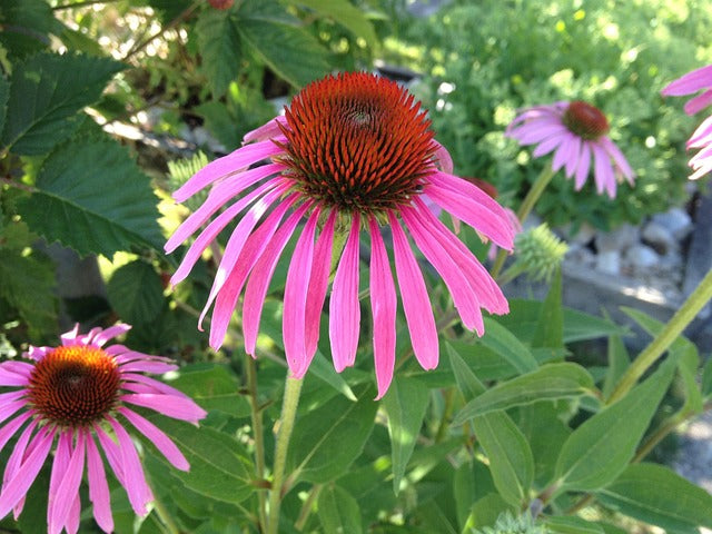 ECHINACEE RACINE Echinacea purpurea FRANCE BIO