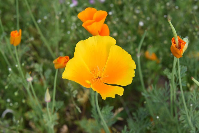 ESCHOLTZIA PAVOT DE CALIFORNIE Eschscholtzia californica BRETAGNE BIO