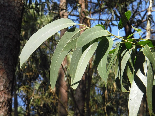 EUCALYPTUS FEUILLES Eucalyptus globulus BIO