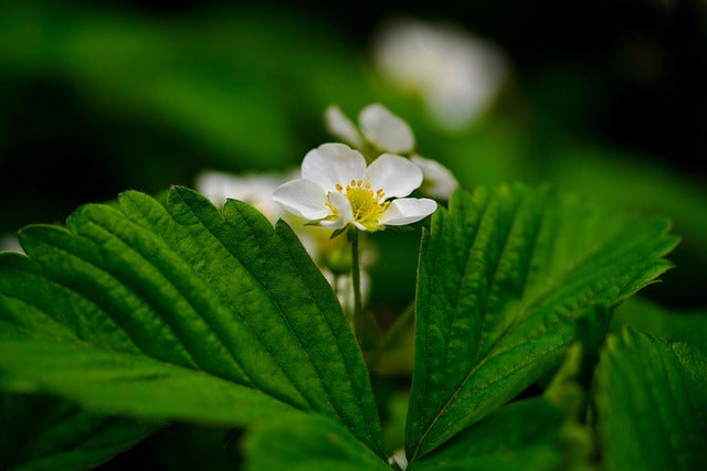 FRAISIER FEUILLES Fragaria vesca FRANCE BIO