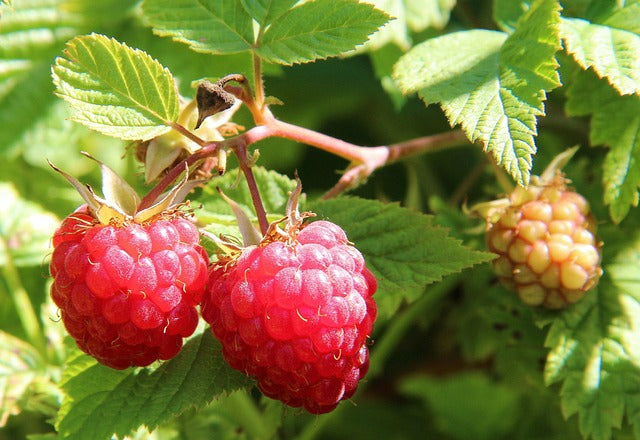 FRAMBOISIER FEUILLES Rubus idaeus FRANCE BIO