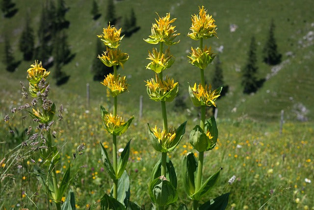 GENTIANE RACINE Gentiana lutea FRANCE BIO