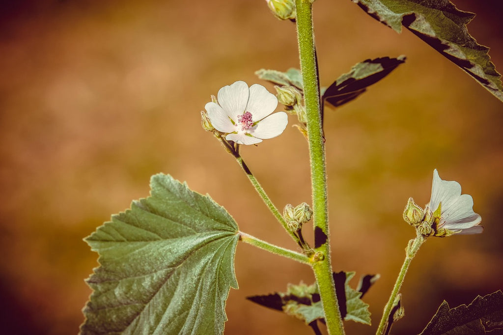 MARSHMALLOW LEAVES Althaea officinalis BRITTANY ORGANIC