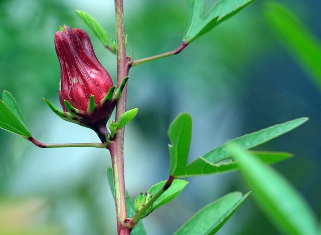 HIBISCUS FLEURS Hibiscus sabdariffa BIO