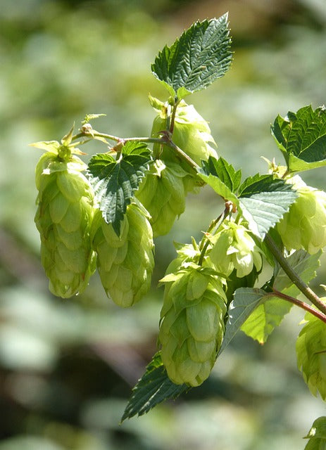 HOUBLON CONES Humulus lupulus BIO