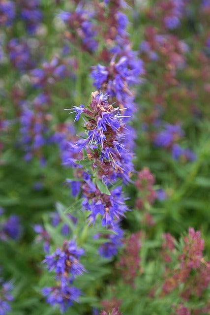 HYSOPE SOMMITES FLEURIES Hyssopus officinalis BRETAGNE BIO