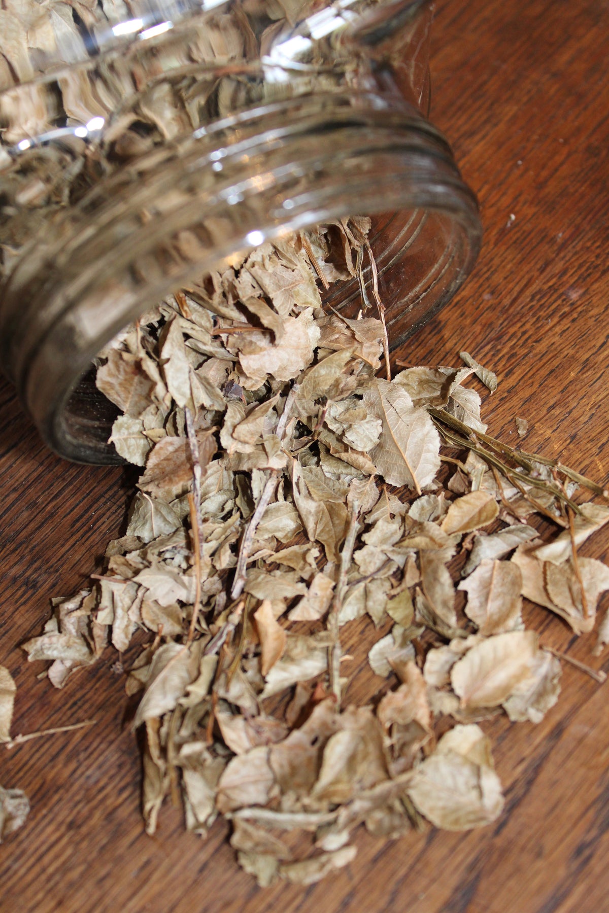 MYRTILLE FEUILLES Vaccinum myrtillus BRETAGNE BIO