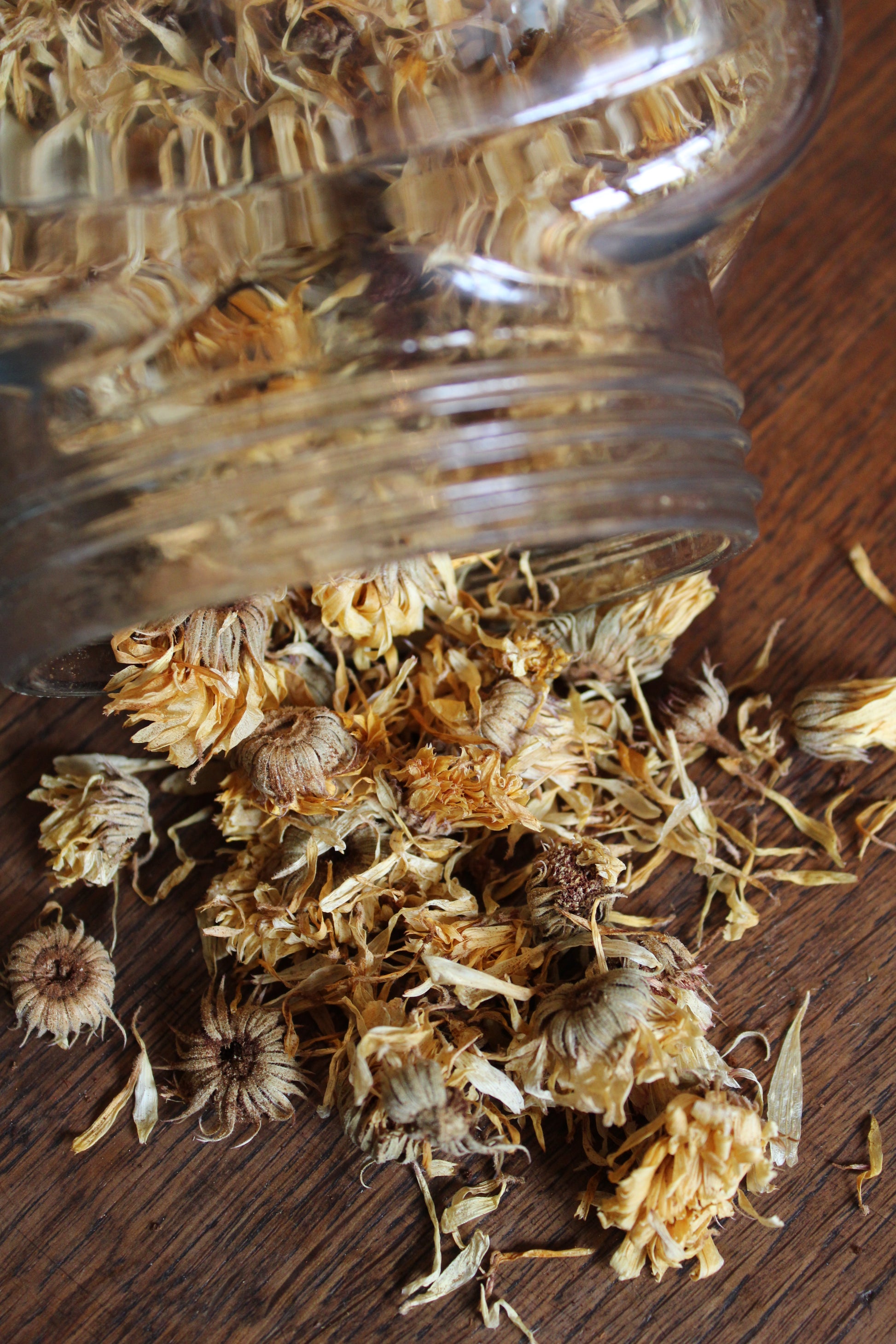 CALENDULA FLEURS Calendula arvensis BRETAGNE BIO