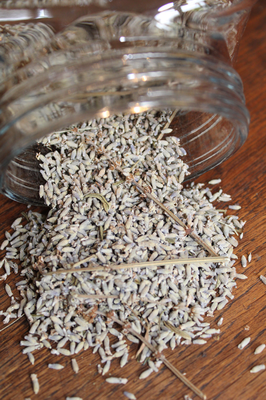 LAVANDE SOMMITES FLEURIES Lavendula angustifolia  FRANCE