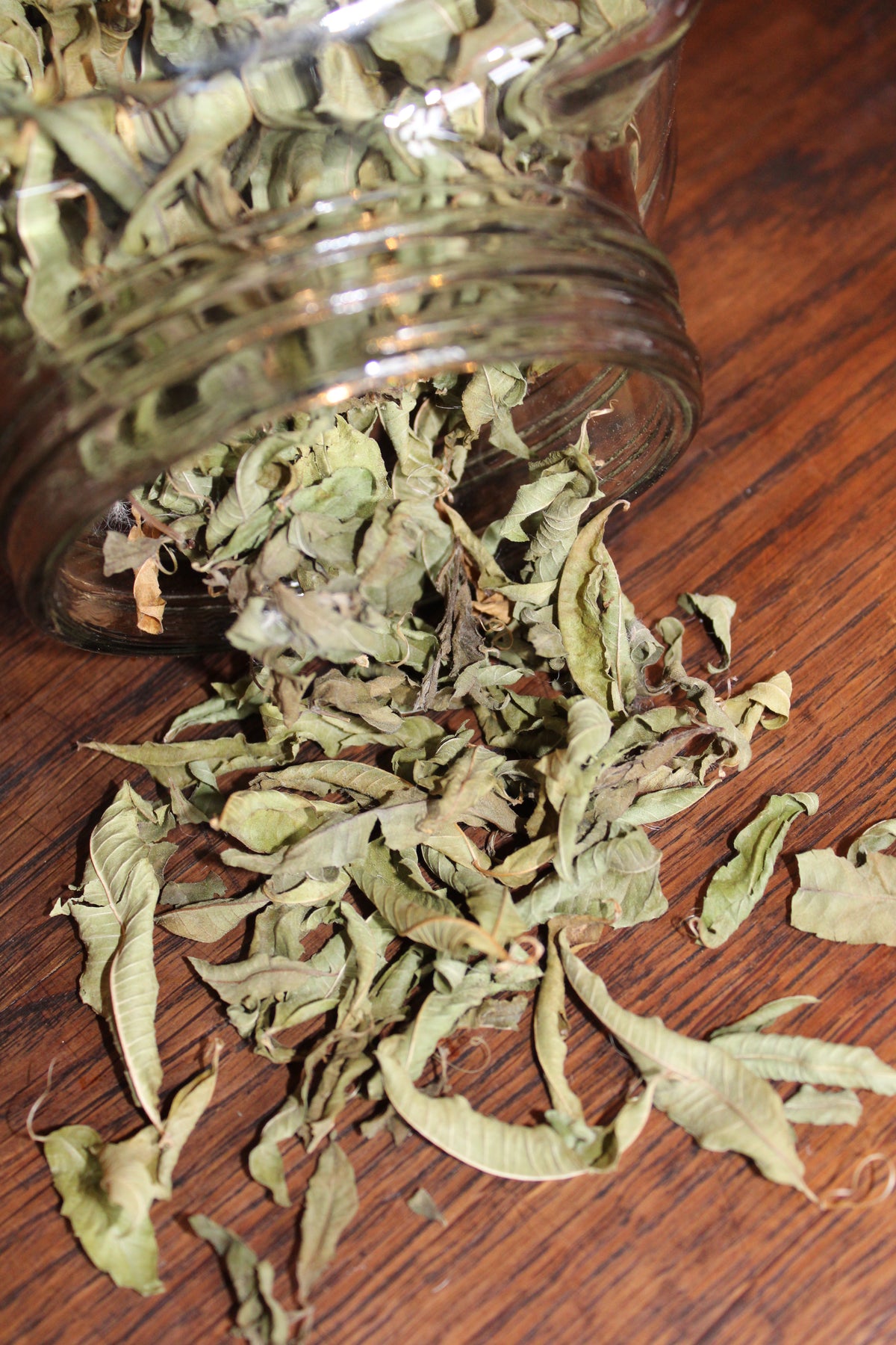 VERVEINE CITRONNEE Aloysia citriodora BRETAGNE BIO