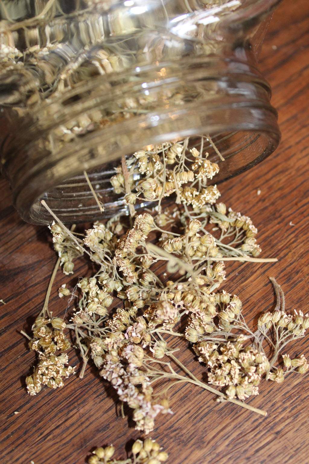 ACHILLEE MILLEFEUILLE SOMMITES FLEURIES Achillea millefolium BRETAGNE BIO