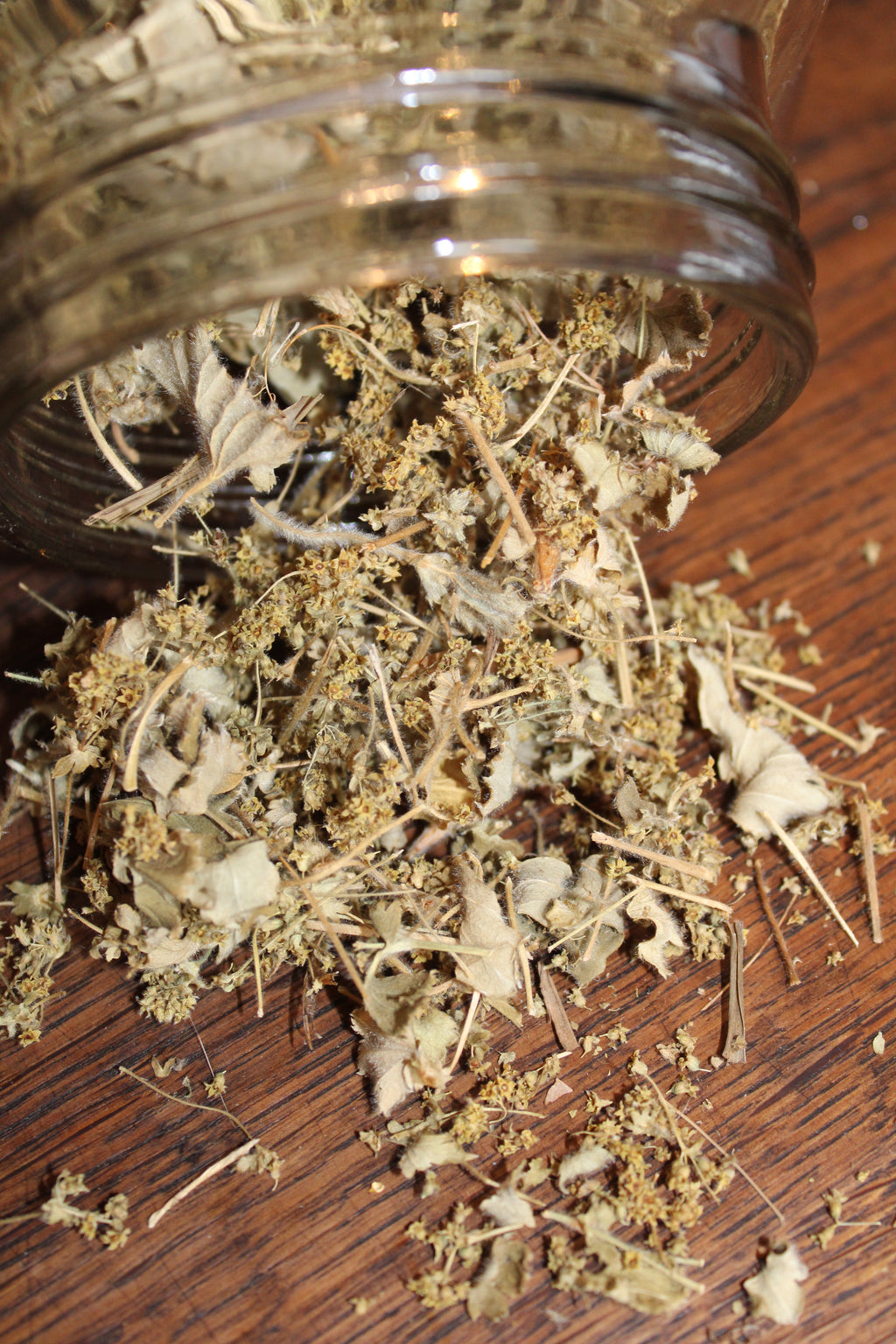 ALCHEMILLE Alchemilla vulgaris BRETAGNE BIO