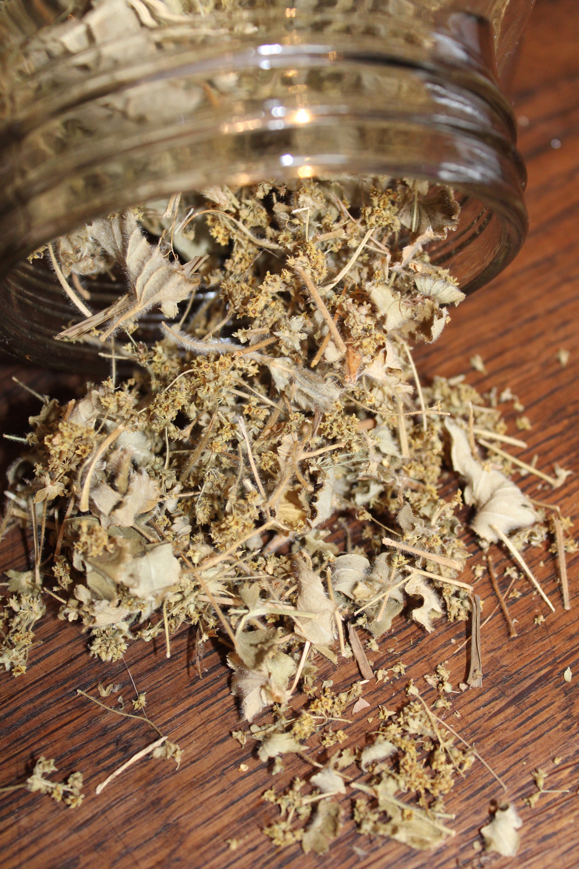ALCHEMILLE Alchemilla vulgaris BRETAGNE BIO
