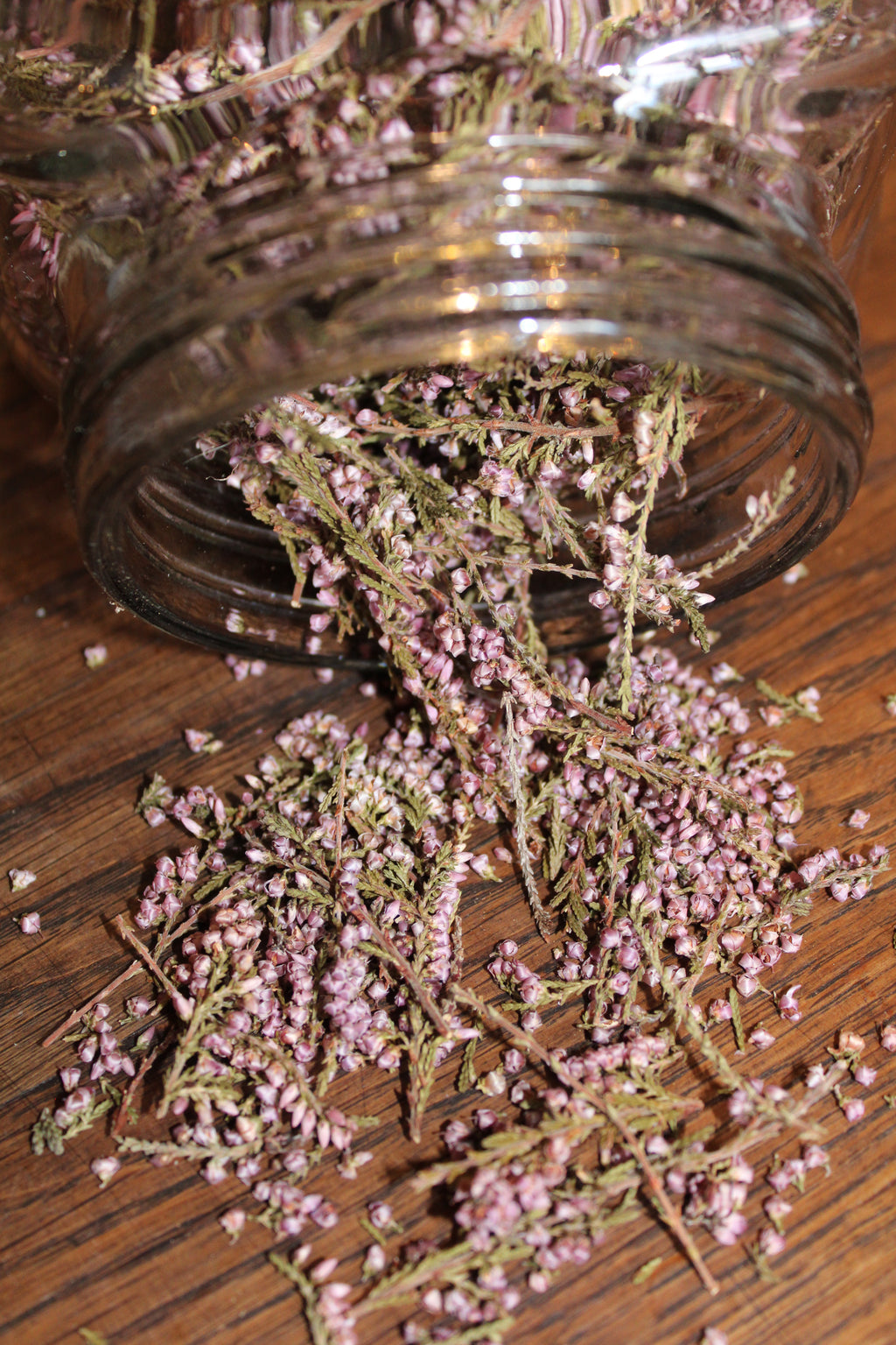 BRUYERE SOMMITES FLEURIES Erica cinerea BRETAGNE BIO