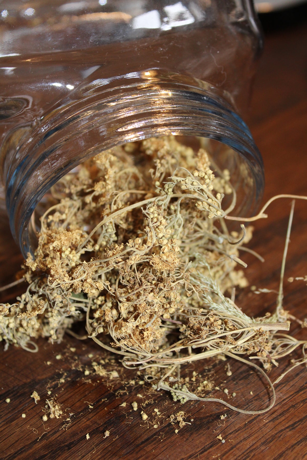 REINE DES PRES SOMMITES FLEURIES Filipendula ulmaria BRETAGNE BIO