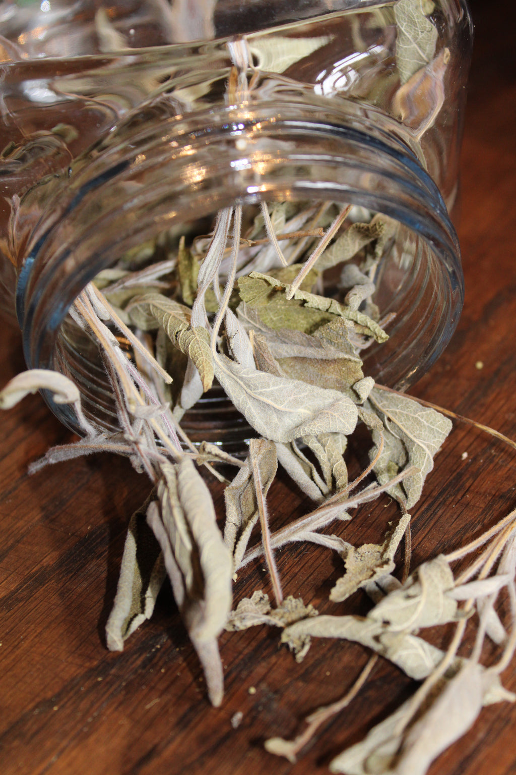 SAGE Salvia officinalis BRITTANY ORGANIC