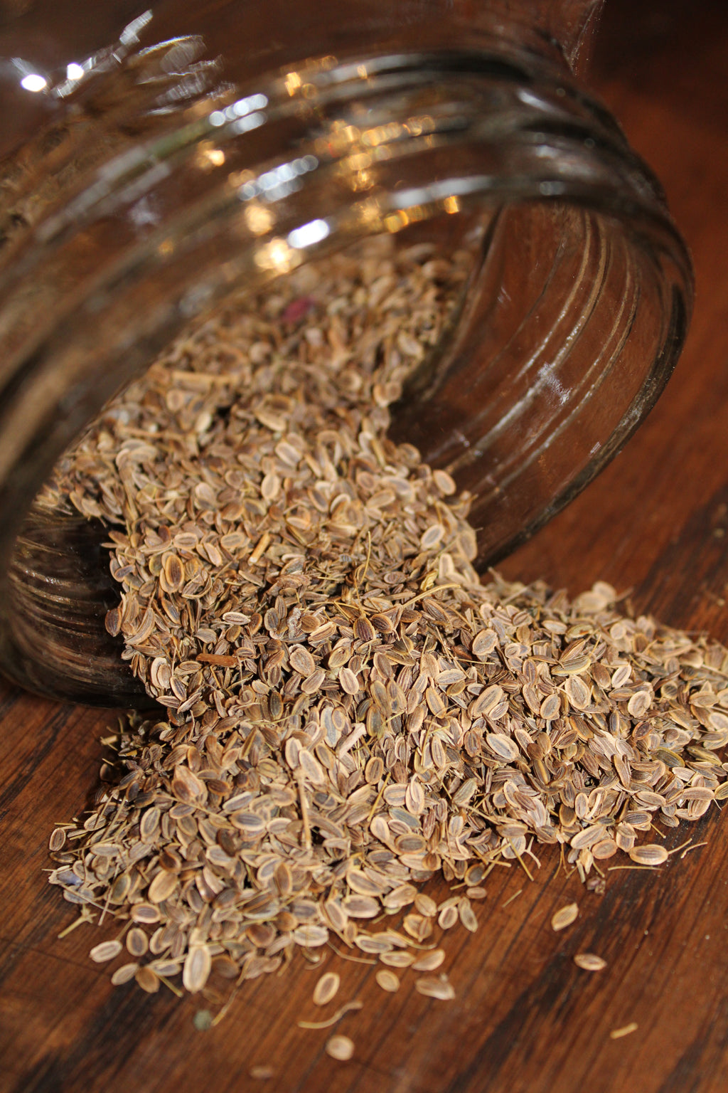 DILL SEEDS Anethum graveolens FRANCE ORGANIC