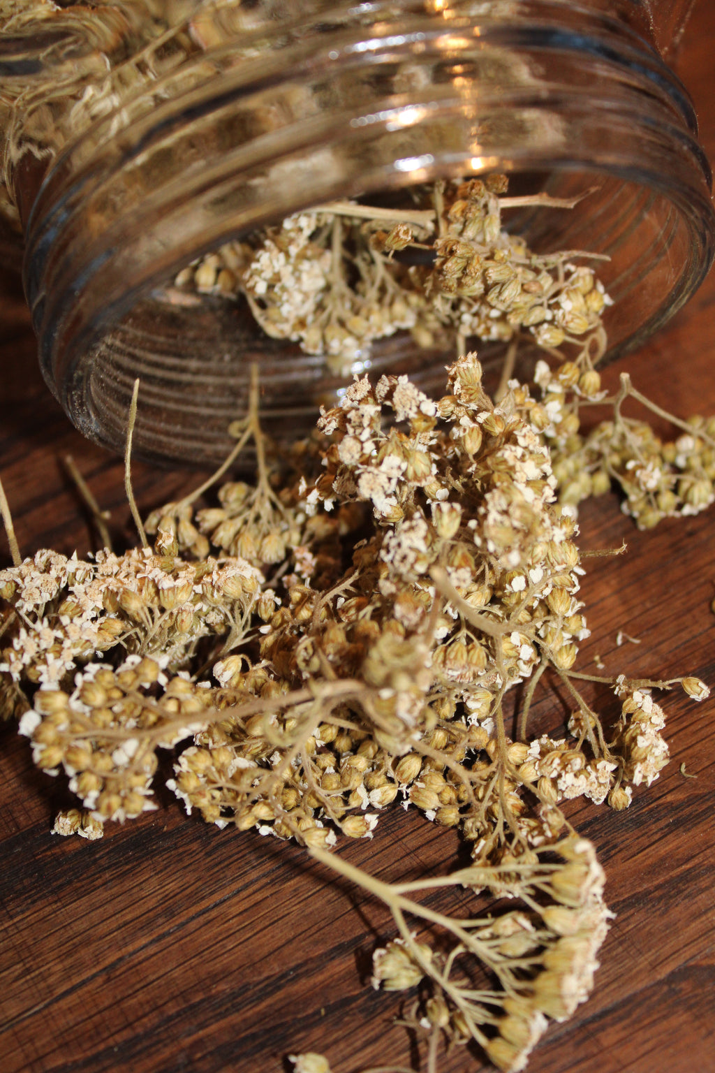 ACHILLEE MILLEFEUILLE SOMMITES FLEURIES Achillea millefolium BRETAGNE BIO