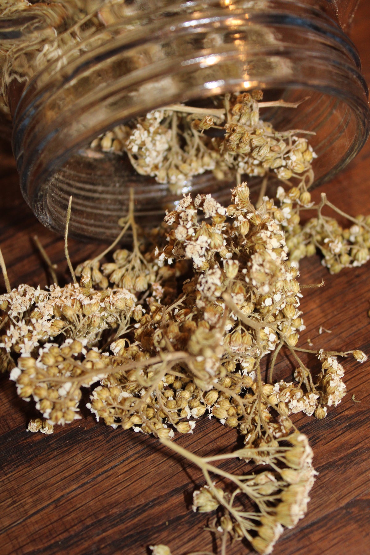 ACHILLEE MILLEFEUILLE SOMMITES FLEURIES Achillea millefolium BRETAGNE BIO