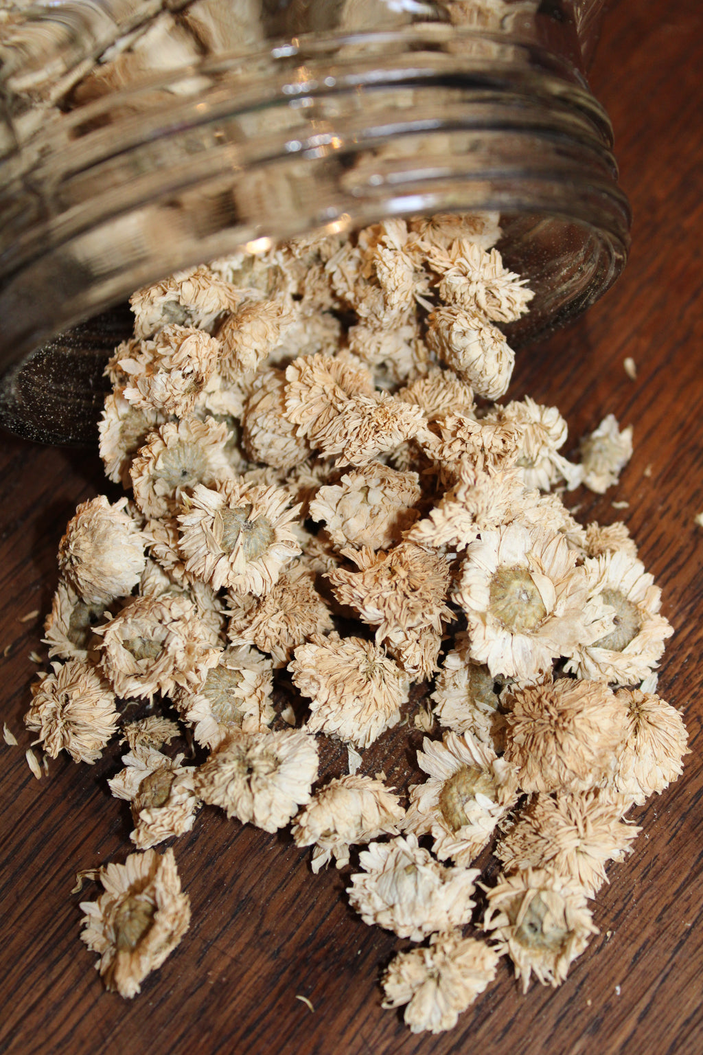 CAMOMILLE ROMAINE FLEURS Chamaemelum nobile BRETAGNE BIO