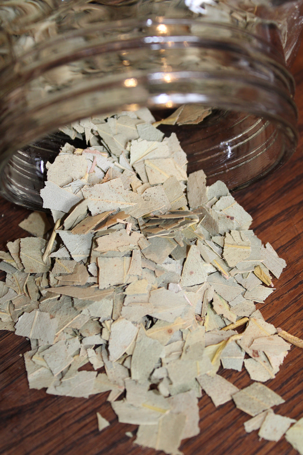 EUCALYPTUS FEUILLES Eucalyptus globulus BIO