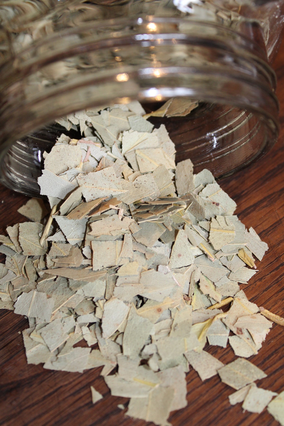 EUCALYPTUS FEUILLES Eucalyptus globulus BIO