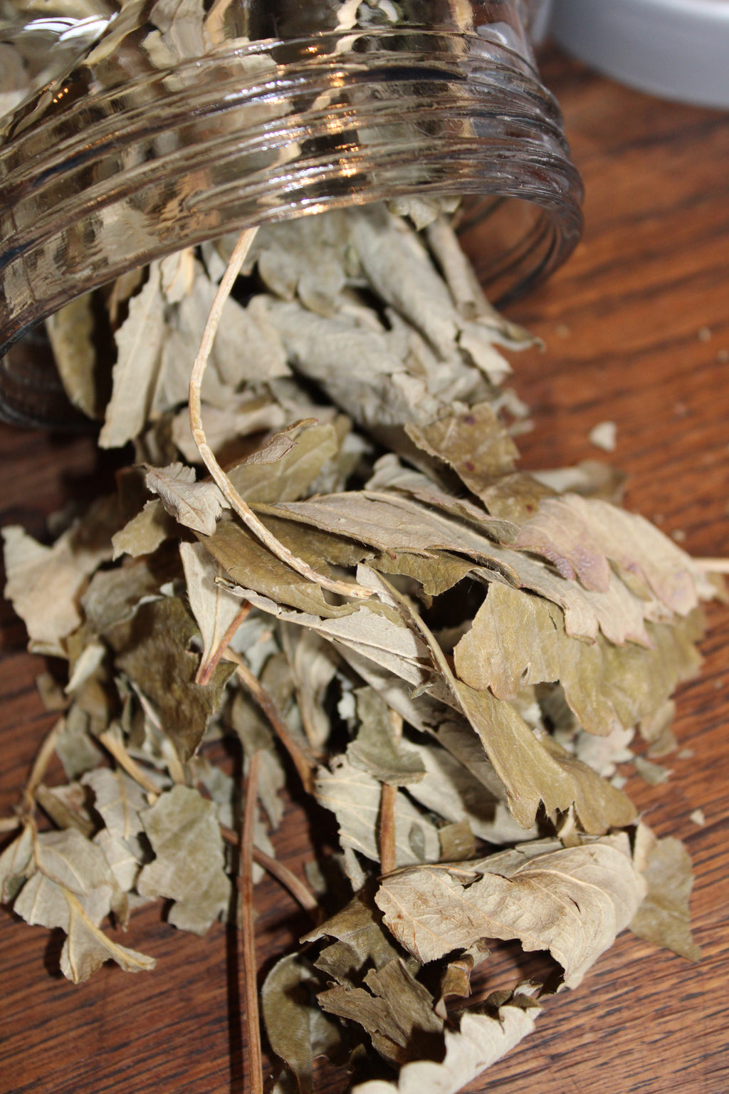 FRAISIER FEUILLES Fragaria vesca FRANCE BIO