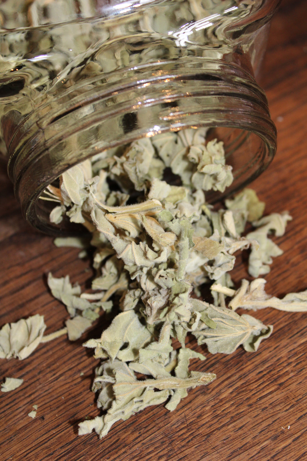 MARSHMALLOW LEAVES Althaea officinalis BRITTANY ORGANIC
