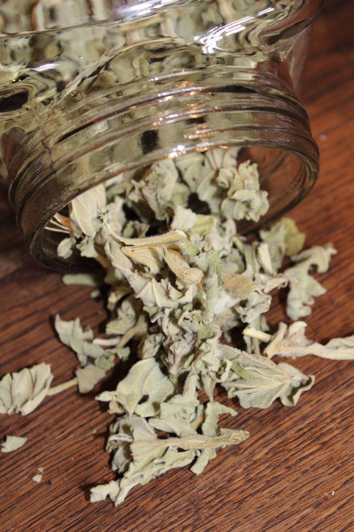 GUIMAUVE FEUILLES Althaea officinalis BRETAGNE BIO