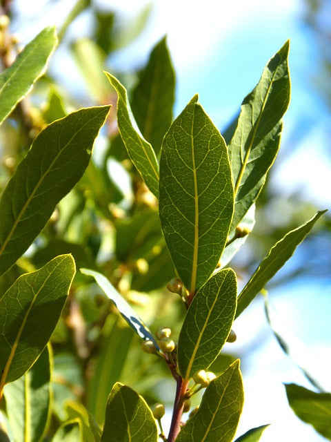 LAURIER NOBLE FEUILLES Laurus nobilis BRETAGNE BIO – Airmeth